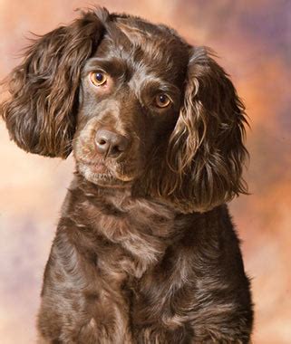 Boykin Spaniel Breed Information - Vetstreet | Vetstreet