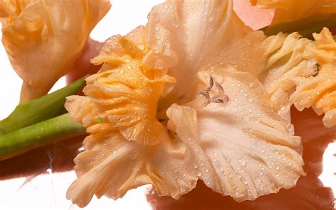 Download Gladiolus Flowers In Orange Wallpaper | Wallpapers.com