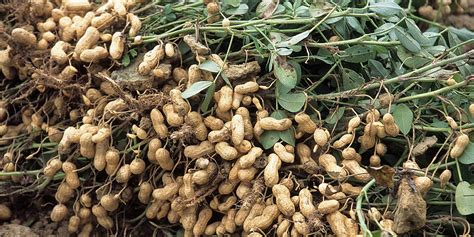 Ground Nuts – National Agricultural Advisory Services