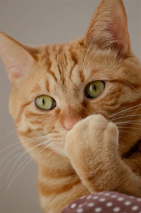 5 Reasons To Love Orange Tabby Cats - Cat Fancast