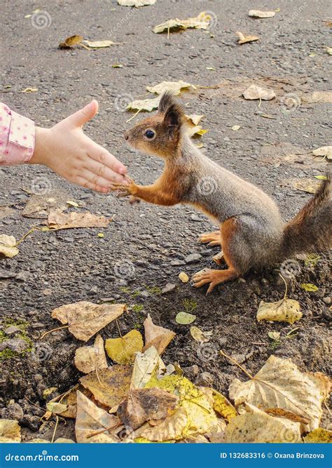 Squirrel Holds the Paws of a Child`s Hand. Stock Photo - Image of ...