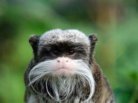 Bearded emperor tamarin - Alchetron, the free social encyclopedia