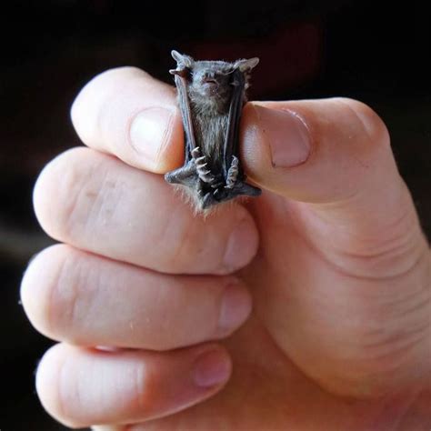 Bumblebee bat (Craseonycteris thonglongyai). The world's smallest mammal. | Hamsters, Camundongos