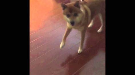 Doge Dance - YouTube