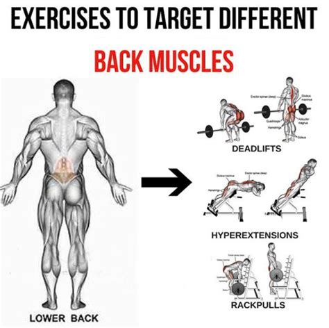 Lower Back - Exercises To Target Different Back Muscles 2 - Yeah We ...