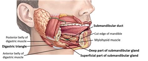 Submandibular Gland – Anatomy QA