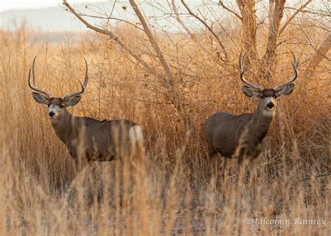 Bosque del Apache | MMR Photography