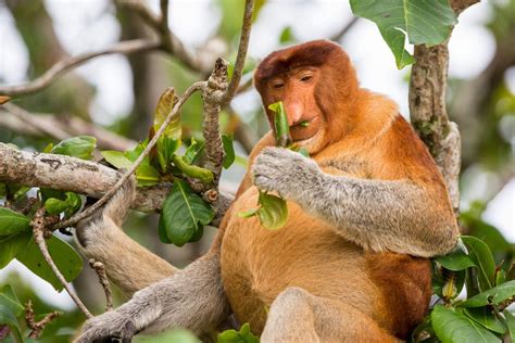 Proboscis Monkey (Nasalis larvatus) - Kaieteur News