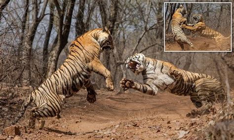 Watch Live Video of Tiger-Tigress Fight in Ranthambore: Attacking Each ...