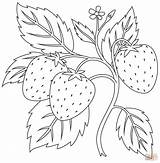 Strawberry coloring Page  Free Printable Coloring Pages sketch template