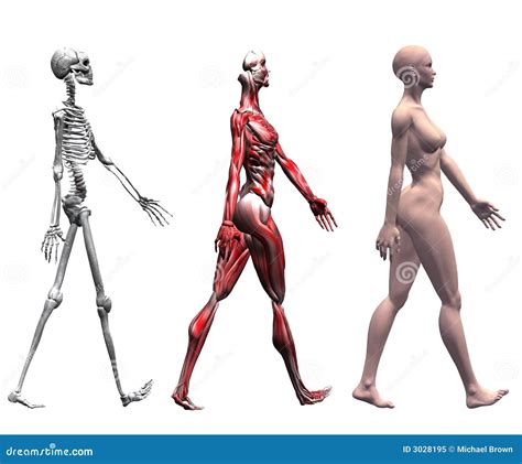 Skeleton Muscles Human Female Stock Illustration - Illustration of skin, science: 3028195