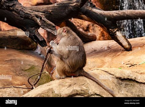 Baboon troop at Perth Zoo, relaxed just taking the power of male ...