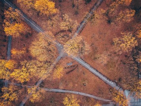 Premium Photo | Aerial view of autumn trees in forest