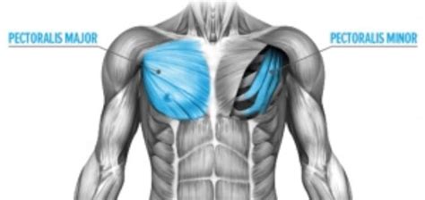 Pec-Major-Pec-Minor-Anatomy - Symmetry Physical Therapy