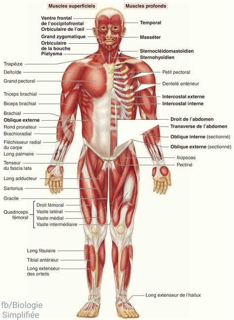 Les muscles du corps humain "vue... - Biologie Simplifiée