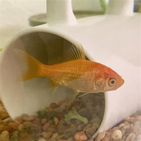 Male or Female Common Goldfish? : Aquariums