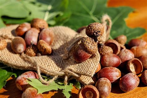 3 Edible Wild Nuts You'll Find Everywhere - Except At The Store