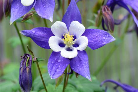 State Flower Coloring Book: Colorado State Flower: Rocky Mountain Columbine