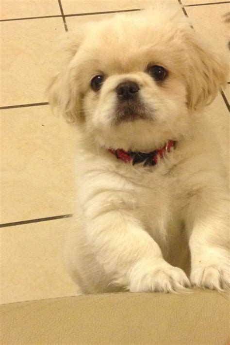 Pekingese puppies the the ultimate! | Pekingese puppies, Puppies ...