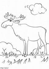 Happy Moose Coloring Page sketch template
