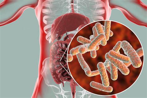 Lactobacillus-reuteri: Top Health Benefits For A Healthy Lifestyle | Gundry MD