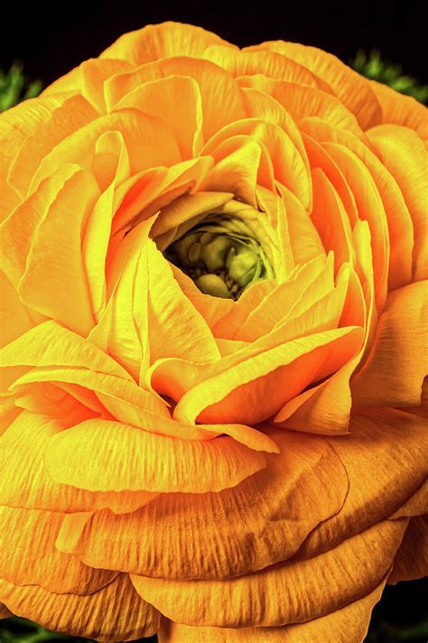 Golden Yellow Ranunculus Photograph by Garry Gay - Fine Art America