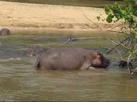 Hippos Mating - YouTube