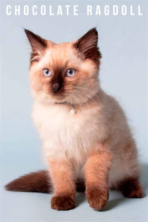 Chocolate Ragdoll - The Complete Care Guide