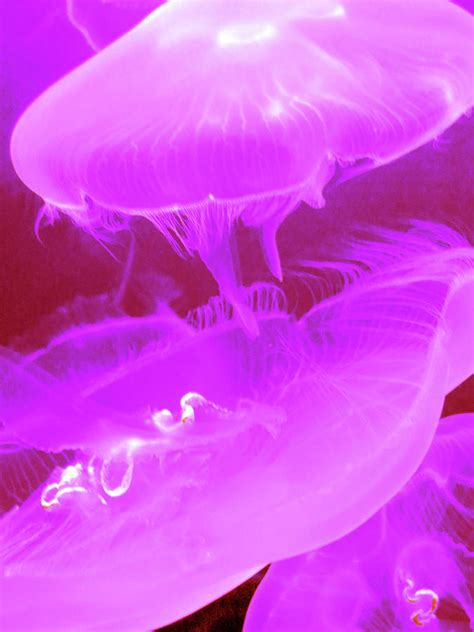 Moon Jellyfish in Pink Photograph by Rachel S T | Fine Art America