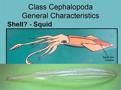 cephalopoda Lecture - YouTube