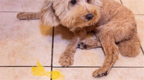 6 Easy Home Remedies For Senior Dogs Who Vomit Yellow Bile [Vet Advice ...