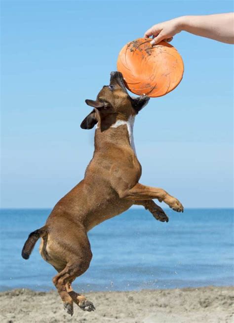 Best Dog Frisbee [5 Best Durable Dog Frisbees] - Oodle Life