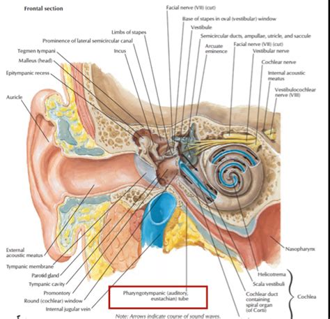 Head and Neck Anatomy: Auditory tube/ Pharyngotympanic tube/ Eustachian ...