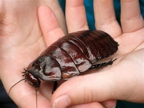 Giant burrowing cockroach - Alchetron, the free social encyclopedia