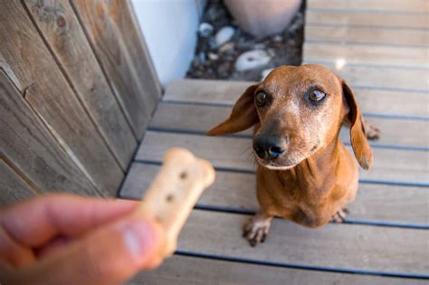 Adult Dachshund Training Guide - DachWorld.com