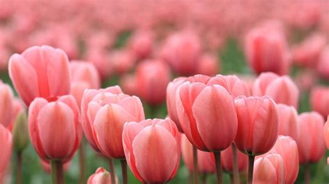 Pink Tulips Wallpapers - Top Free Pink Tulips Backgrounds - WallpaperAccess