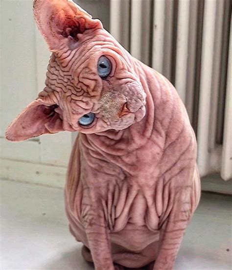 thuk6 Discover the charm of this astonishingly wrinkly cat. - Newspaper World