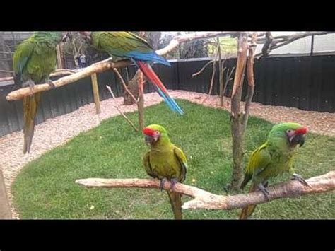 Tropical Birdland , Leicestershire - YouTube