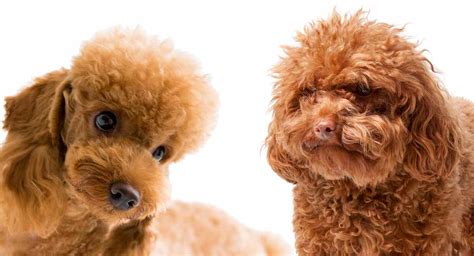 Are Tiny Toy Poodles Healthy