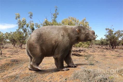 Giant Wombat Photograph by Roman Uchytel/science Photo Library - Fine Art America