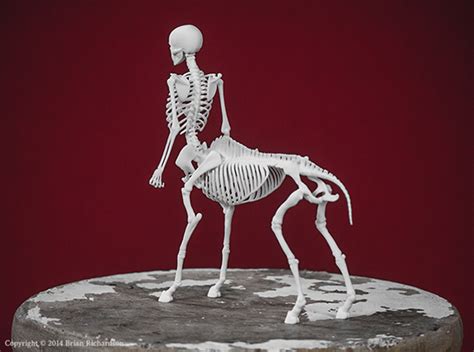 Centaur Skeleton on Behance