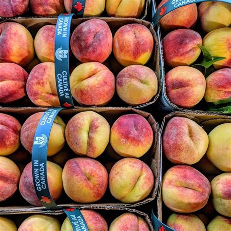 Millar Berry Farms - Redhaven freestone peaches are here! | Facebook ...