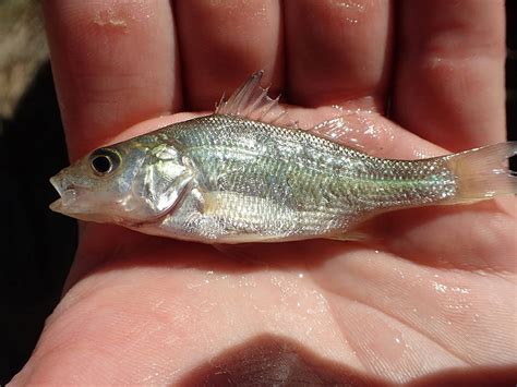 Potential competition between black crappie and invasive white perch in ...