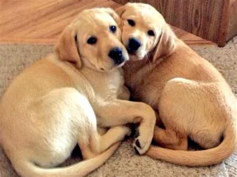 Cuddle pups! Viewers share photos of pets showing love - TODAY.com