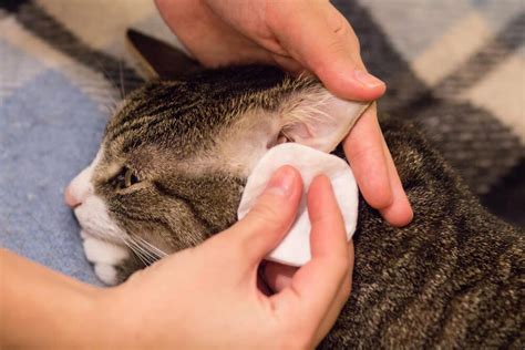 Ear Mites in Cats: #1 Guide on How to Get Rid of Them - Veterinarians.org