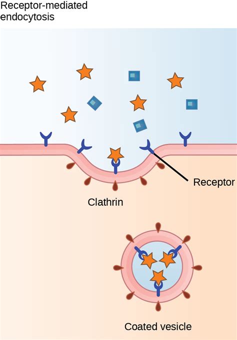 Biology 2e, The Cell, Structure and Function of Plasma Membranes, Bulk Transport | OpenEd CUNY