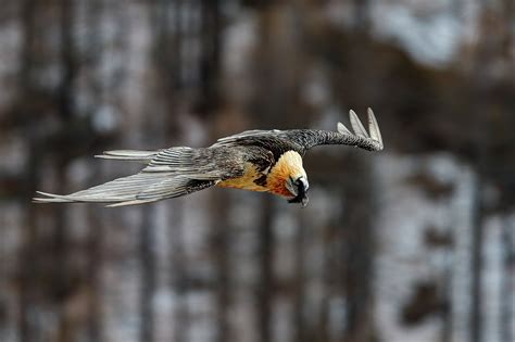 30 Bearded Vulture Facts About The Bone-Eating Bird of Prey | Facts.net