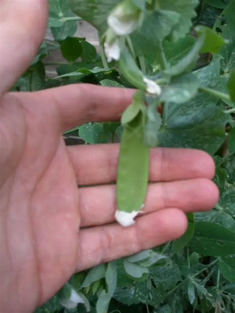 Growing Mangetout Peas in Your Garden - Best Guides and Tips