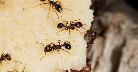 How to Eradicate a Pavement Ant Infestation | Gardener’s Path