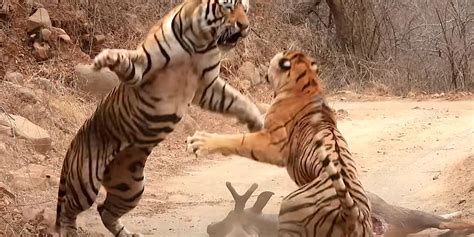 Ferocious Tiger Isn't Into Sharing, Attacks Other Tiger Eating His Prey